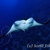 ray_manta_bro_b_h_0032_egy0126.jpg